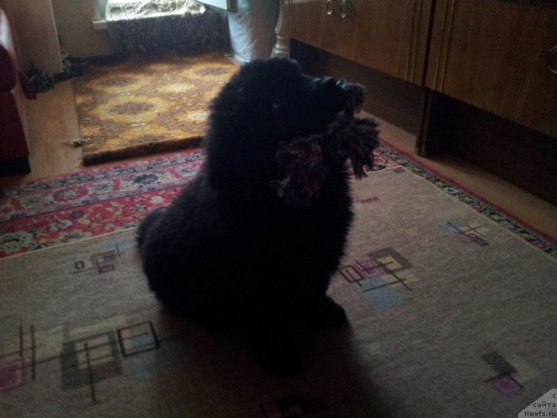 Фото: ньюфаундленд Эхо Москвы с Берега Дона (Eho Moskvy s Berega Dona)