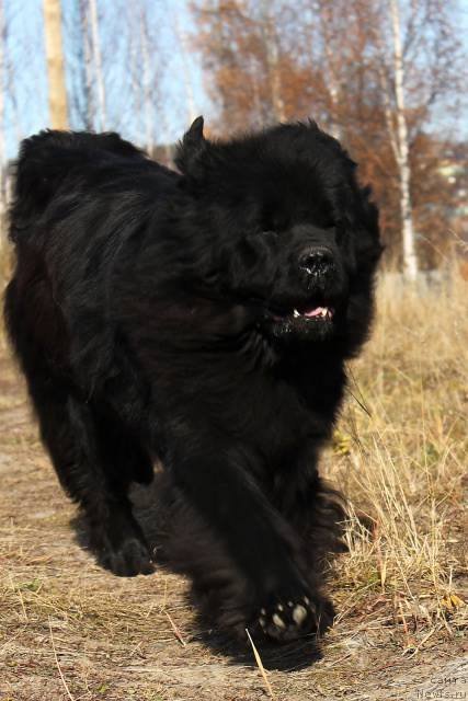 Фото: ньюфаундленд Тиффани Голд