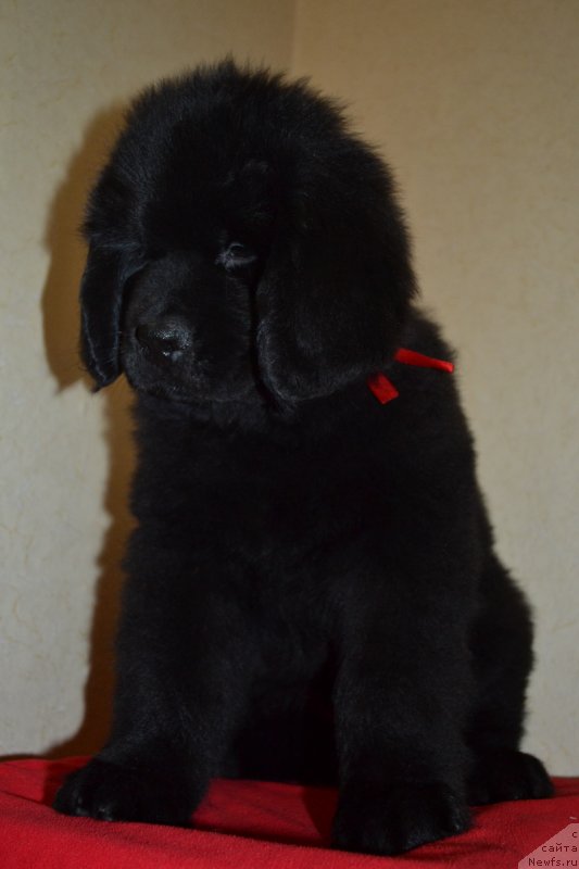 Фото: ньюфаундленд Chudotvorniy Atlas Kara Deniz