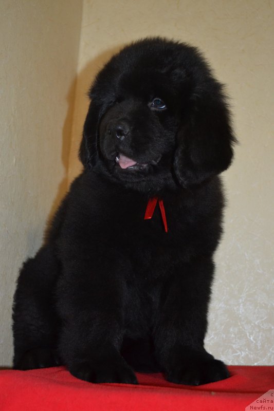 Фото: ньюфаундленд Chudotvorniy Atlas Kara Deniz