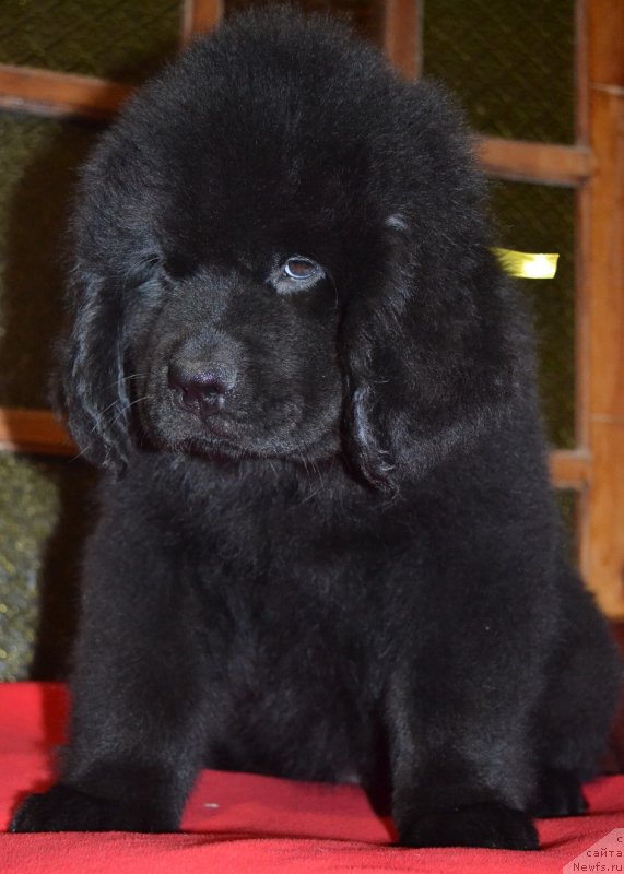 Фото: ньюфаундленд Chudnaya Kappa Kara Deniz