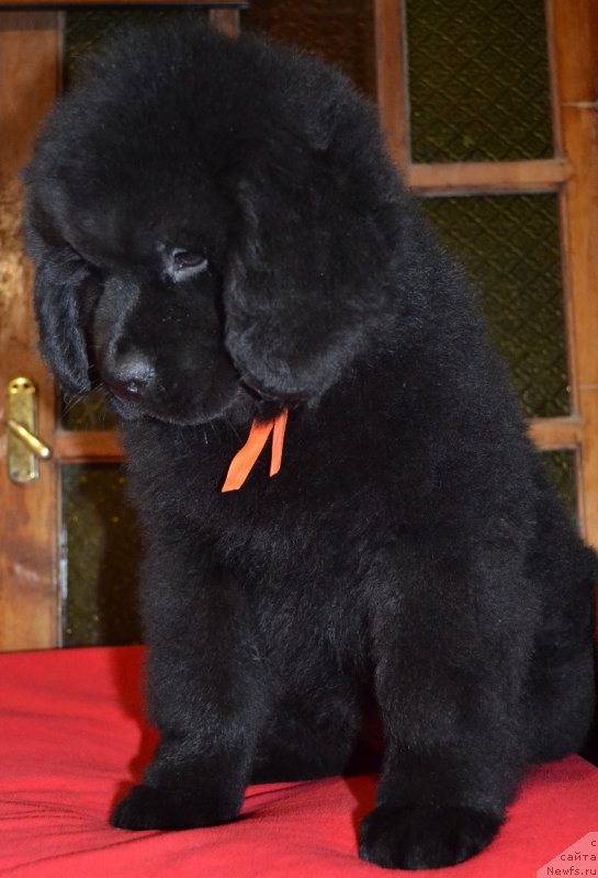 Фото: ньюфаундленд Chernoglazaya Kalista Kara Deniz