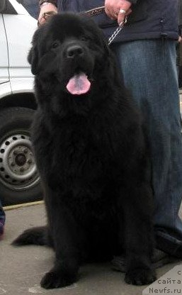 Фото: ньюфаундленд Золотко Мишель Кара Дениз (Zolotko Mishel Kara Deniz)
