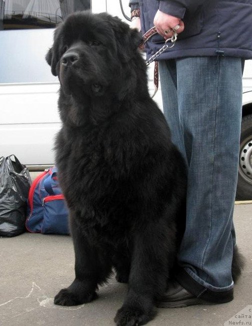 Фото: ньюфаундленд Золотко Мишель Кара Дениз (Zolotko Mishel Kara Deniz)