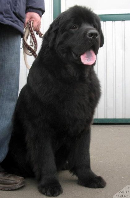 Фото: ньюфаундленд Золотко Мишель Кара Дениз (Zolotko Mishel Kara Deniz)