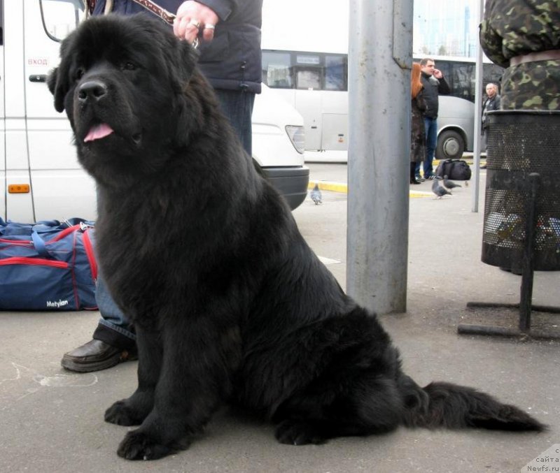 Фото: ньюфаундленд Золотко Мишель Кара Дениз (Zolotko Mishel Kara Deniz)