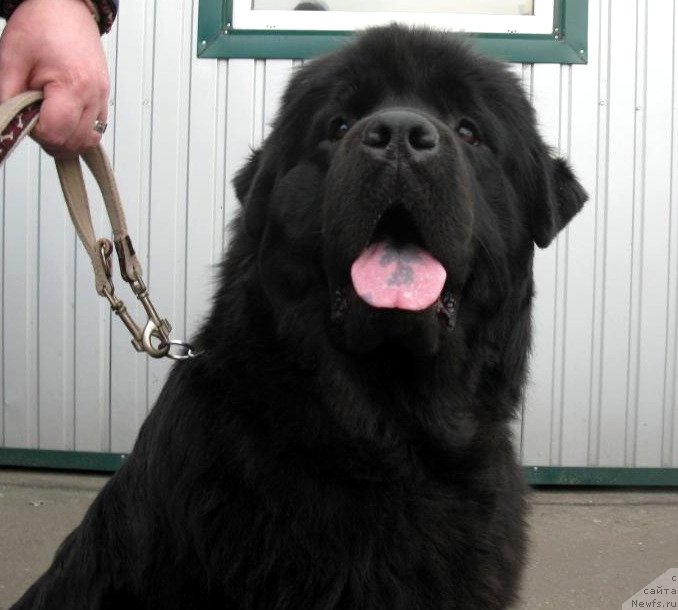 Фото: ньюфаундленд Золотко Мишель Кара Дениз (Zolotko Mishel Kara Deniz)