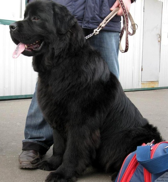 Фото: ньюфаундленд Золотко Мишель Кара Дениз (Zolotko Mishel Kara Deniz)