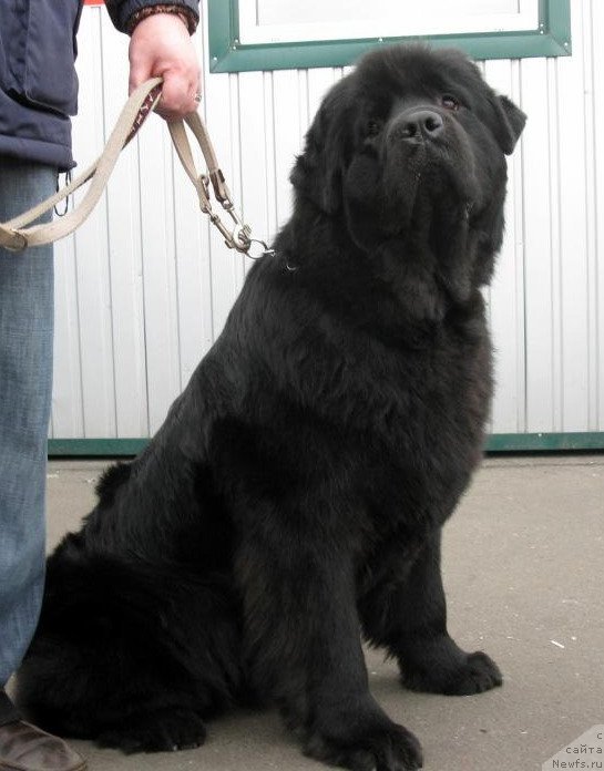 Фото: ньюфаундленд Золотко Мишель Кара Дениз (Zolotko Mishel Kara Deniz)