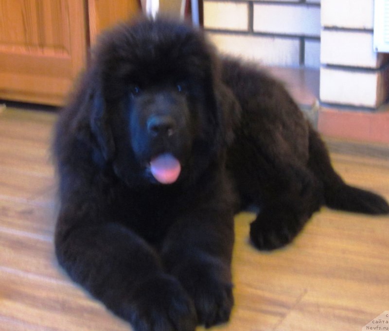 Фото: ньюфаундленд Эльбрус из Антаграда