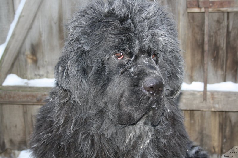 Фото: ньюфаундленд Дак Прайд Валентино (Dark Pride Valentino)