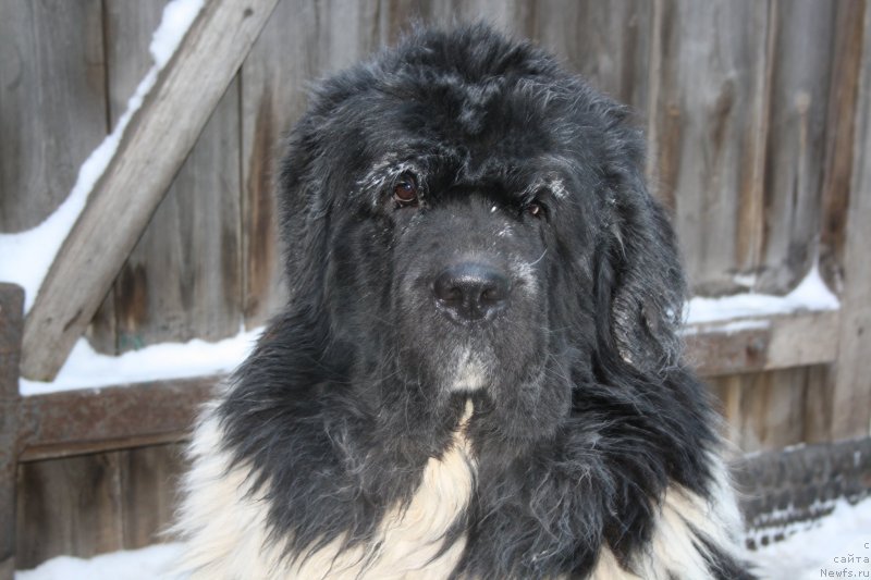 Фото: ньюфаундленд Супер Премиум Ему Нет Равных