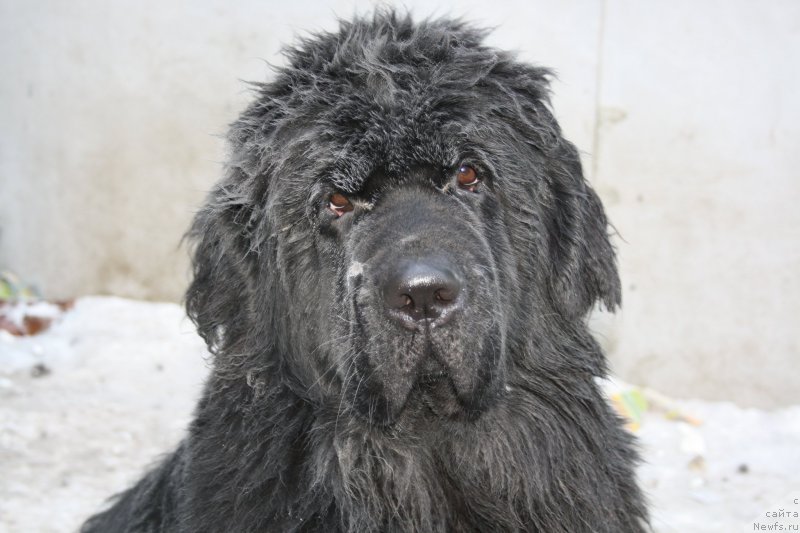 Фото: ньюфаундленд Звездный Дар Афродита (Zvezdnij Dar Afrodita)