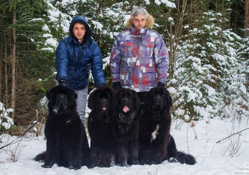 Фото: ньюфаундленд Skippers Only You for Smigar, ньюфаундленд Смигар Ливерпульский Четвертак (Smigar Liverpulsiy Chetvertak), ньюфаундленд New Beothuks Gold for Smigar, ньюфаундленд Смигар Лав Стори (Smigar Love Story), Александр Коротков, и Максим