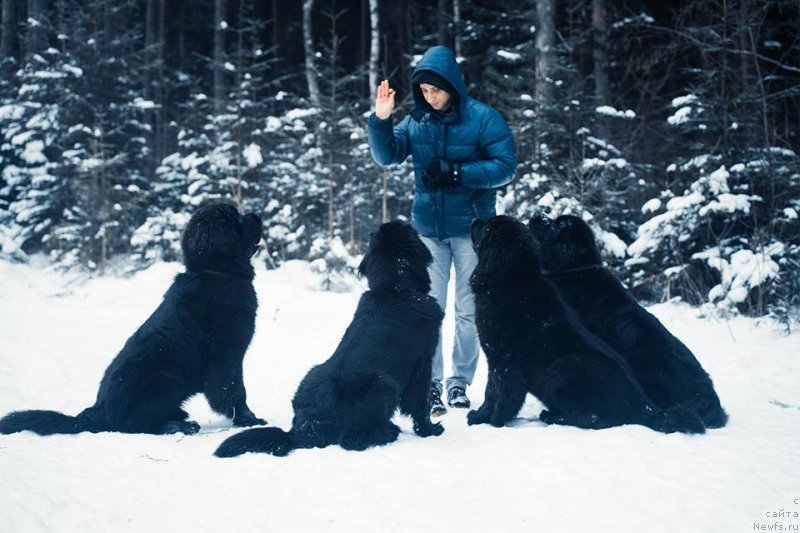Фото: Александр Коротков, ньюфаундленд New Beothuks Gold for Smigar, ньюфаундленд Смигар Лав Стори (Smigar Love Story), ньюфаундленд Смигар Ливерпульский Четвертак (Smigar Liverpulsiy Chetvertak), ньюфаундленд Skippers Only You for Smigar