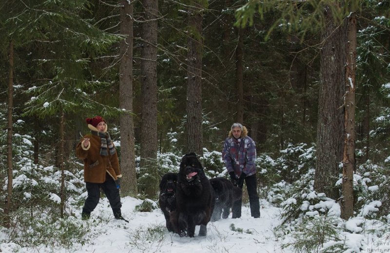 Фото: ньюфаундленд Смигар Ливерпульский Четвертак (Smigar Liverpulsiy Chetvertak), ньюфаундленд Смигар Лав Стори (Smigar Love Story), ньюфаундленд Skippers Only You for Smigar