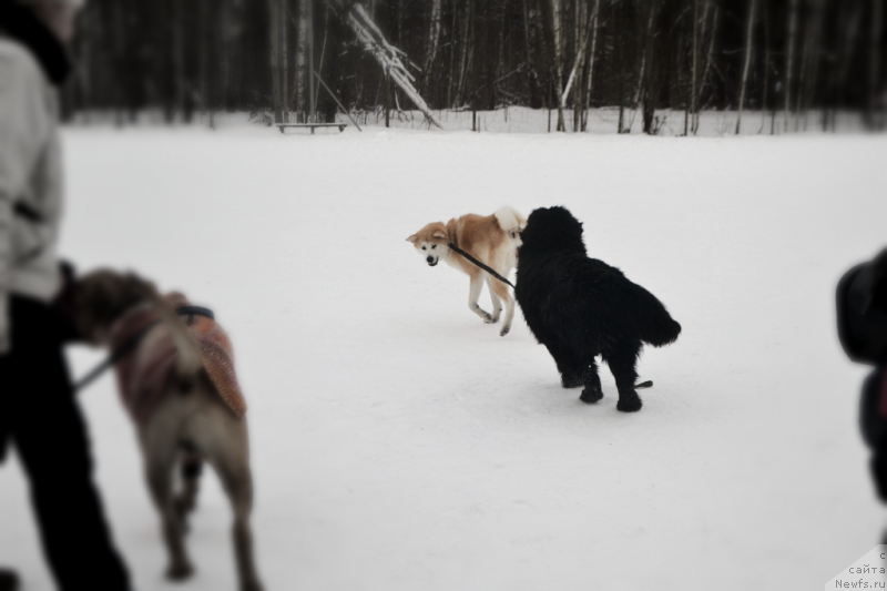 Фото: ньюфаундленд Лепесток Лилии, Мичи