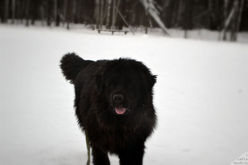 Фото: ньюфаундленд Лепесток Лилии