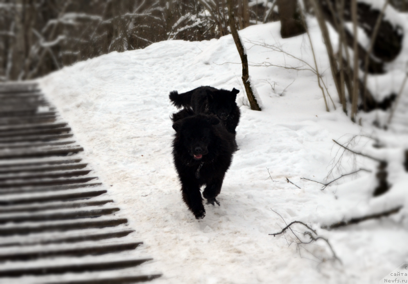 Фото: ньюфаундленд Лемюэль Дериен, ньюфаундленд Лепесток Лилии