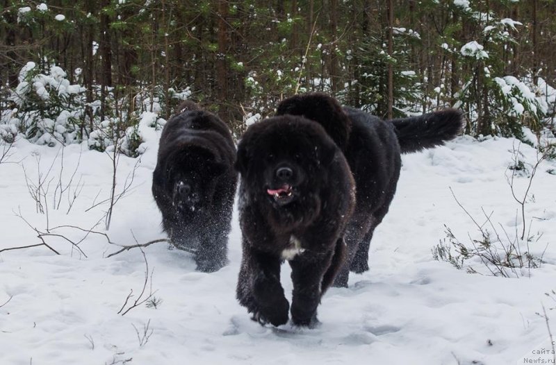 Фото: ньюфаундленд Skippers Only You for Smigar, ньюфаундленд Смигар Лав Стори (Smigar Love Story), ньюфаундленд Смигар Ливерпульский Четвертак (Smigar Liverpulsiy Chetvertak)