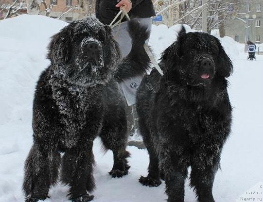 Фото: ньюфаундленд Черная Мафия Маттер оф Тиме (Chernaya Mafia Matter of Time), ньюфаундленд Донатс Прайд Бетти Тетчер