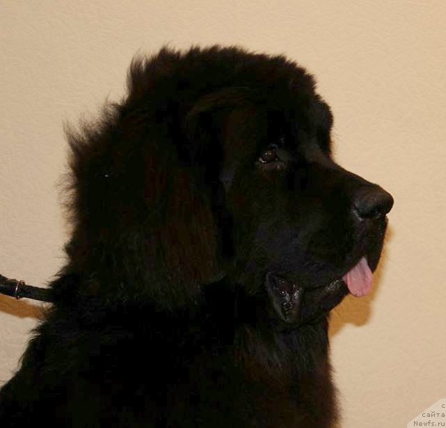 Фотография № 145993