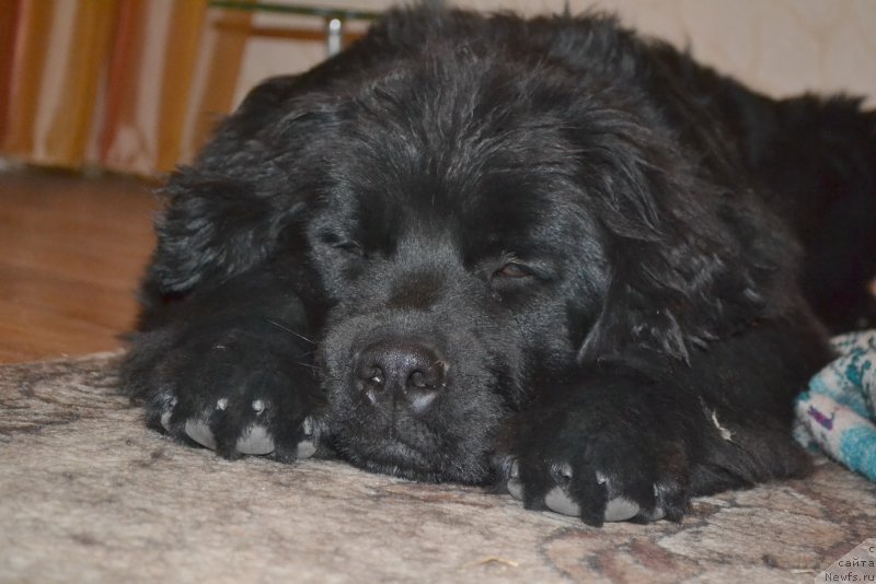 Фото: ньюфаундленд Талисман Моря Мишель