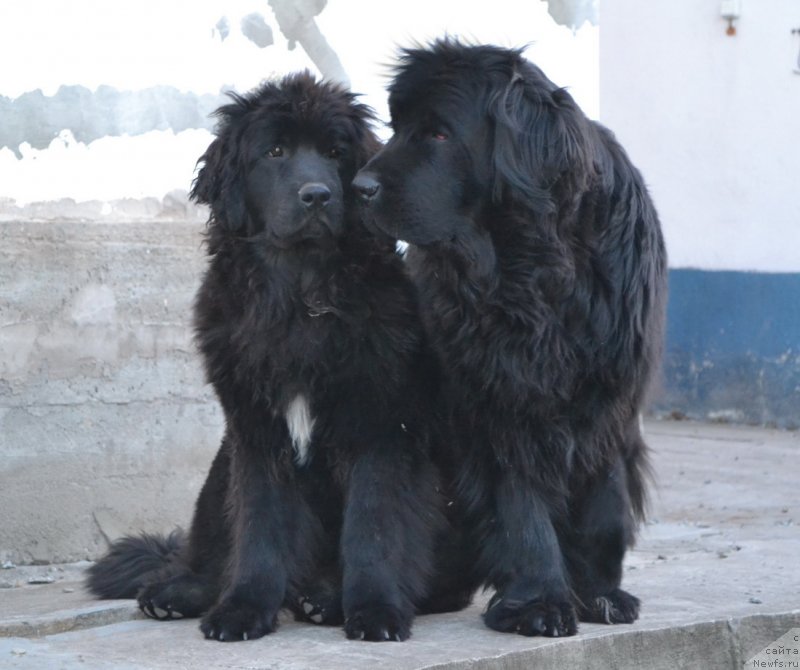 Фото: ньюфаундленд Талисман Моря Мишель, ньюфаундленд I'm Little Princess Midnight Bear