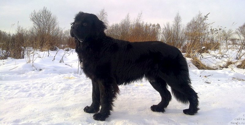 Фото: ньюфаундленд Черный Чанк с Берега Дона (Chernyj Chank s Berega Dona)