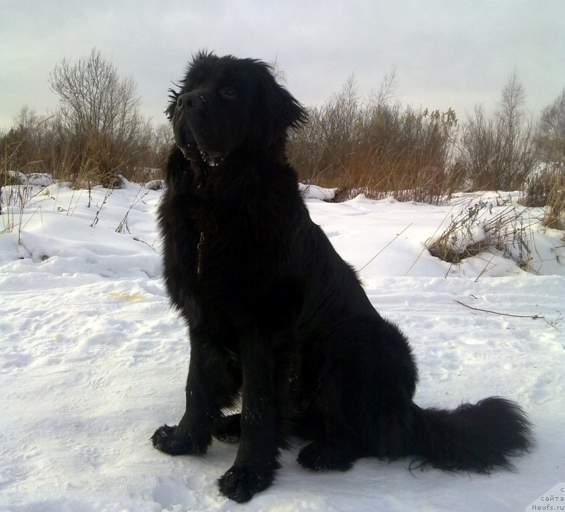 Фото: ньюфаундленд Черный Чанк с Берега Дона (Chernyj Chank s Berega Dona)