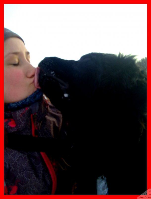 Фото: ньюфаундленд Черный Чанк с Берега Дона (Chernyj Chank s Berega Dona)