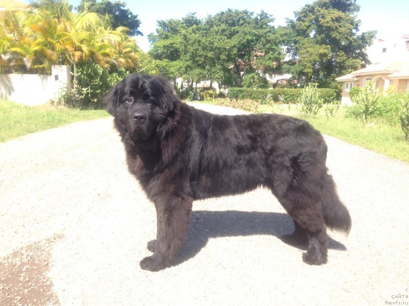 Фото: ньюфаундленд Питерньюф ИМХО (Piternyuf IMXO)