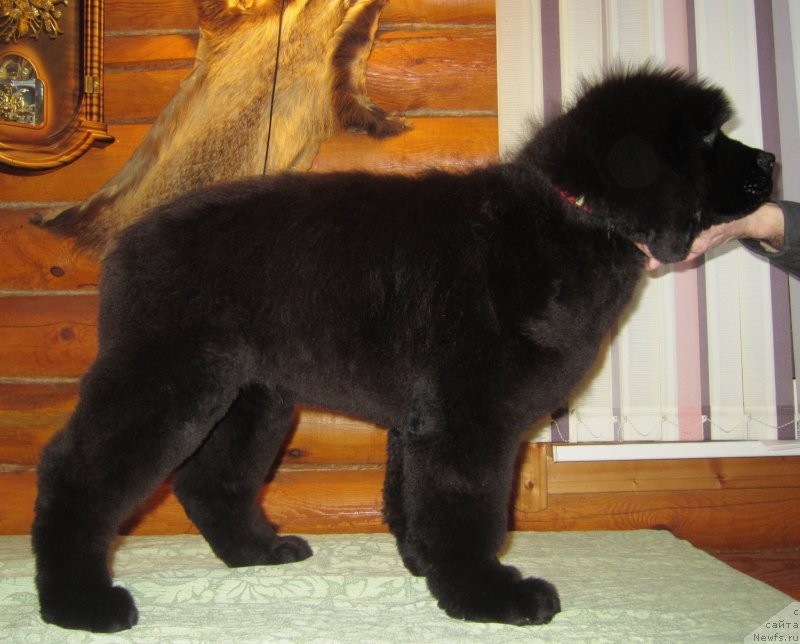 Фото: ньюфаундленд Эльбрус из Антаграда