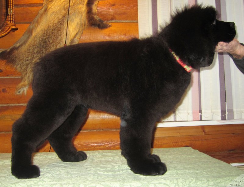 Фото: ньюфаундленд Эльбрус из Антаграда