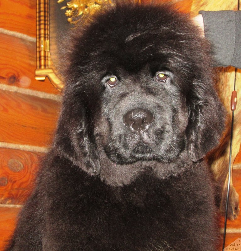 Фото: ньюфаундленд Эльбрус из Антаграда