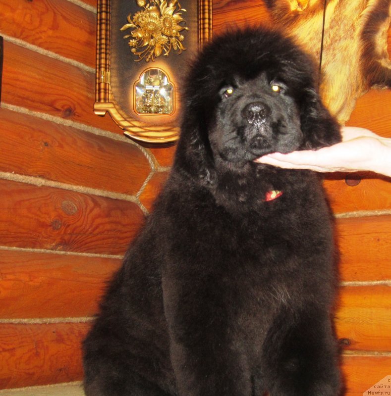 Фото: ньюфаундленд Эльбрус из Антаграда