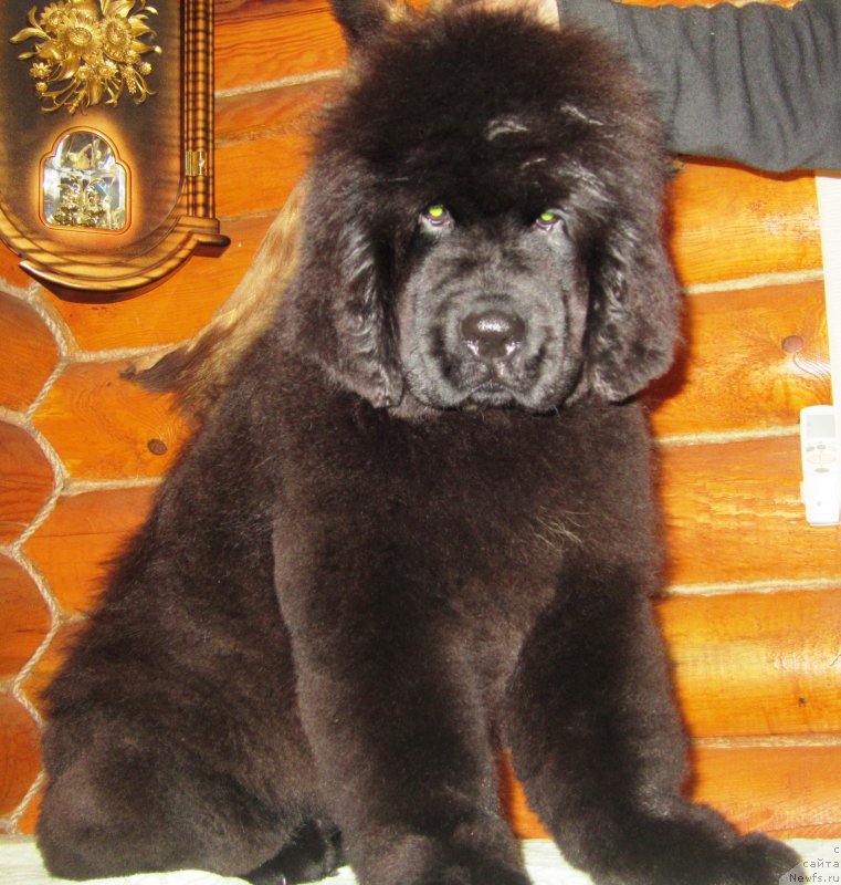 Фото: ньюфаундленд Эльбрус из Антаграда