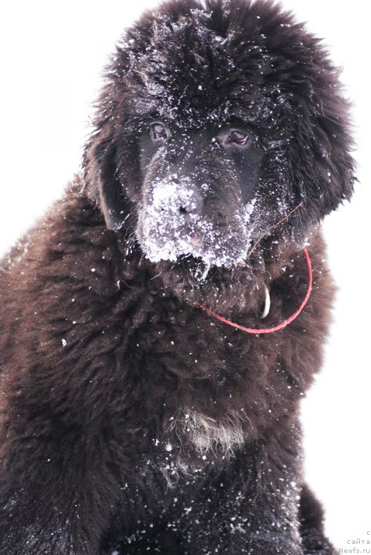 Фото: Бегущая по волнам Ретён оф зе Квин