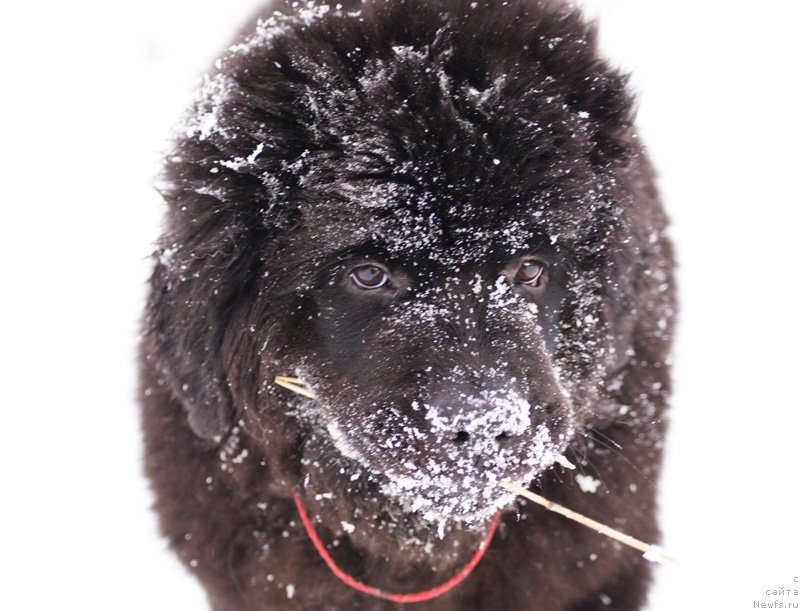 Фотография № 146026