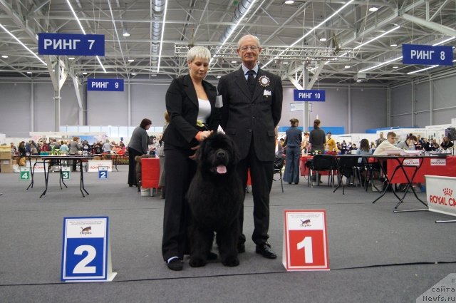 Фото: ньюфаундленд Deep Love I'm Sensation