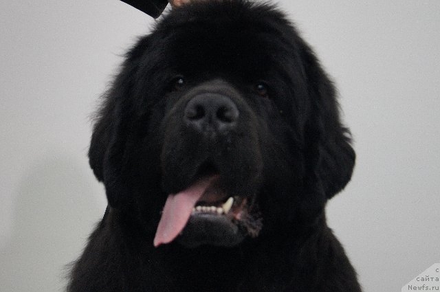 Фото: ньюфаундленд Deep Love I'm Sensation