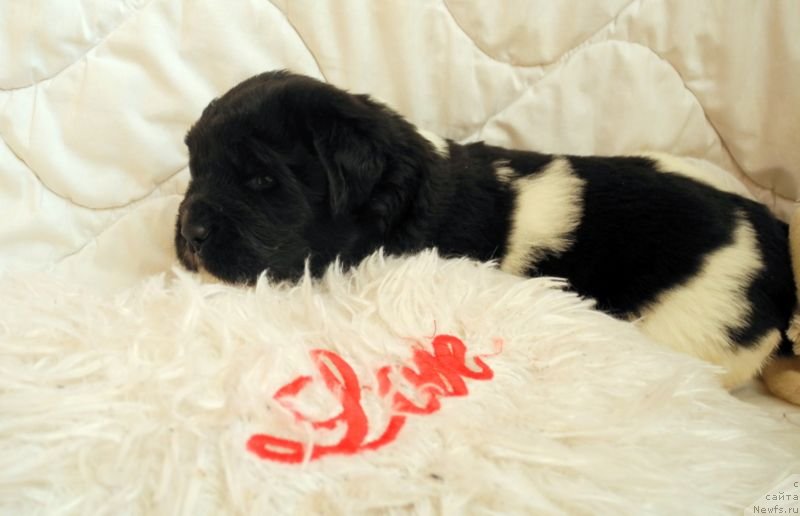 Фотография № 146047