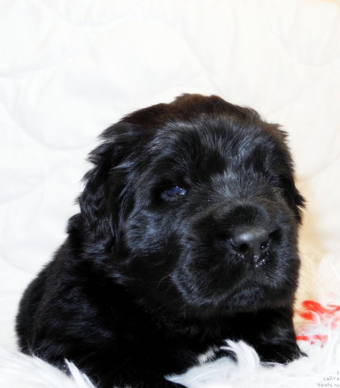 Фотография № 146056