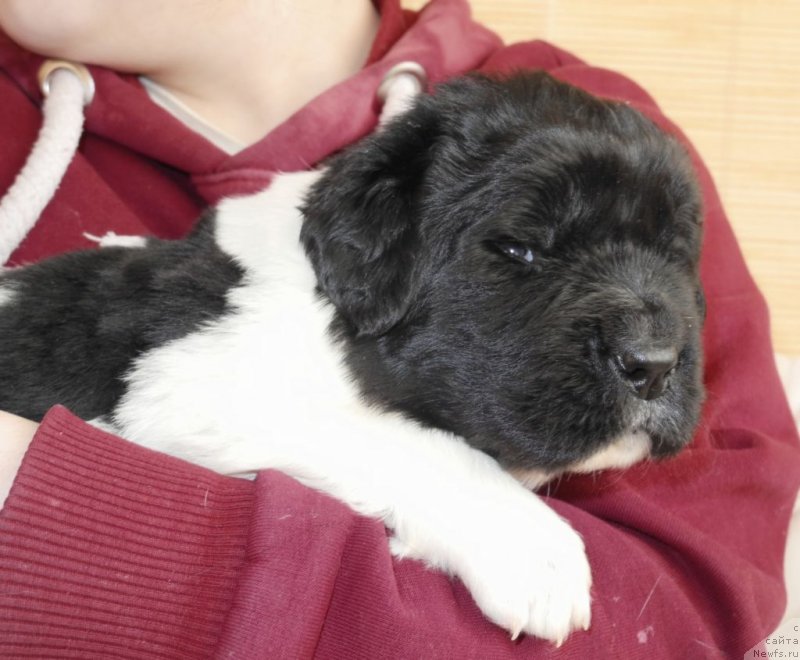 Фотография № 146064