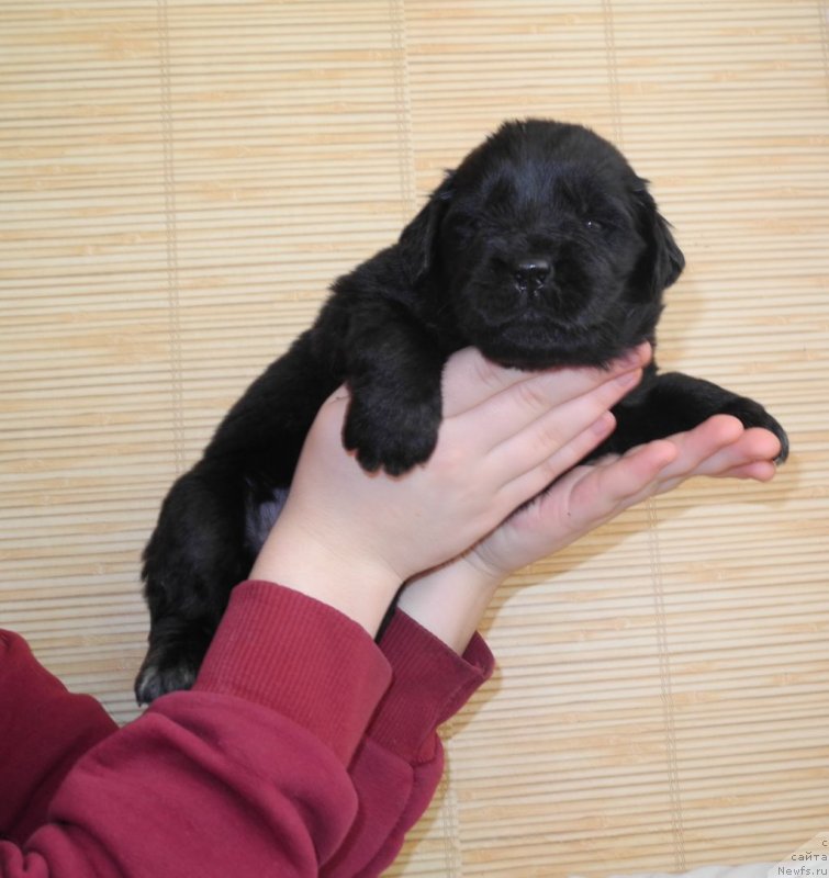 Фотография № 146070