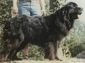 Фото: ньюфаундленд Peter's Know Me O'Mountbatten