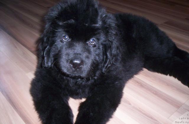 Фото: ньюфаундленд Глория Гранд Блек