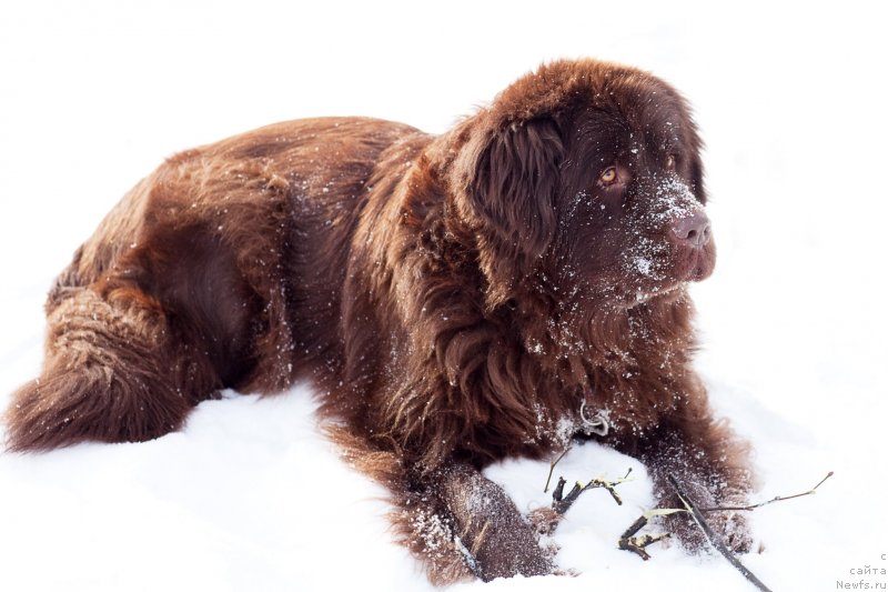 Фото: ньюфаундленд Очаровашка с Берега Дона (Ocharovashka s Berega Dona)
