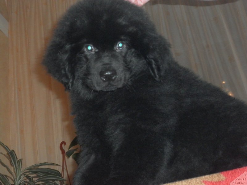 Фото: ньюфаундленд Эхо Москвы с Берега Дона (Eho Moskvy s Berega Dona)