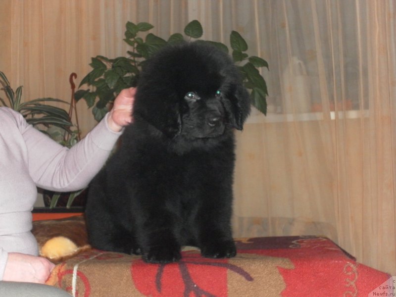 Фото: ньюфаундленд Эхо Москвы с Берега Дона (Eho Moskvy s Berega Dona)